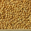 thumb_ce-millet-yellow2