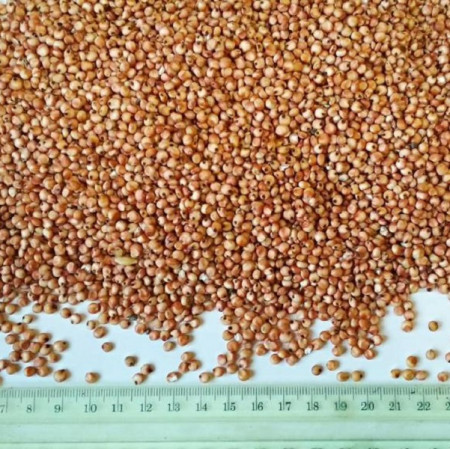 ce-sorghum-red2