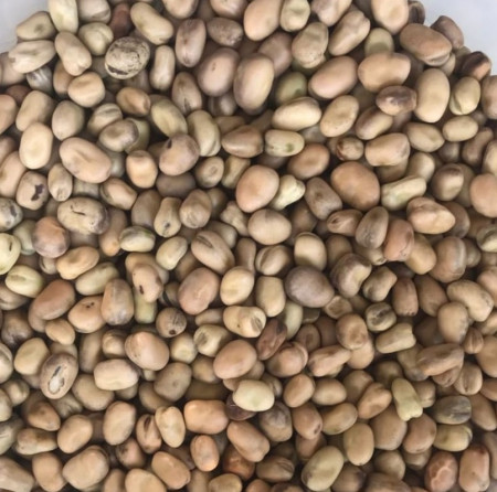 pu-faba-beans