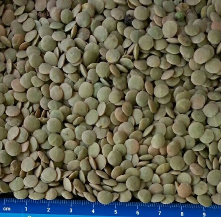 pu-lentils-6