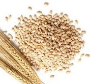 ce-barley1 ce-barley1