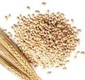 ce-barley1