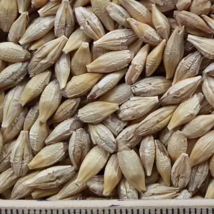 ce-barley2 ce-barley2