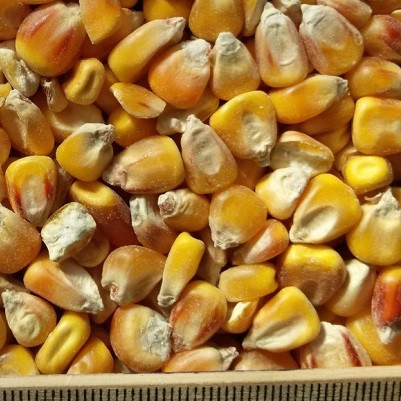 ce-corn-yellow