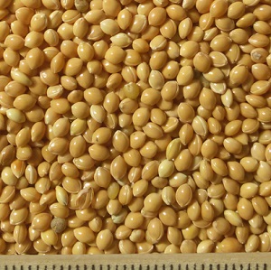 ce millet yellow2