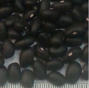 pu kidney beans black2